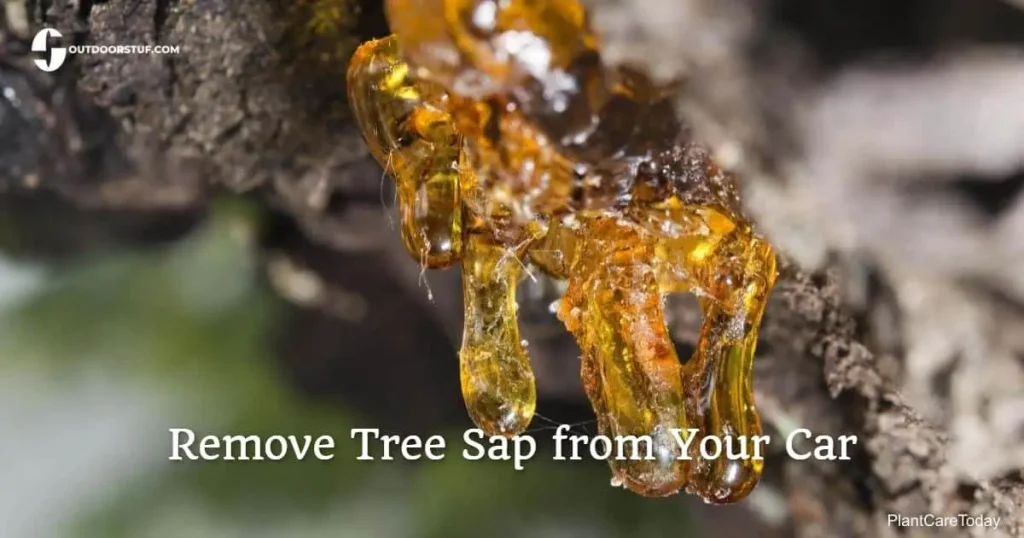 How to Remove Tree Sap from Your Car